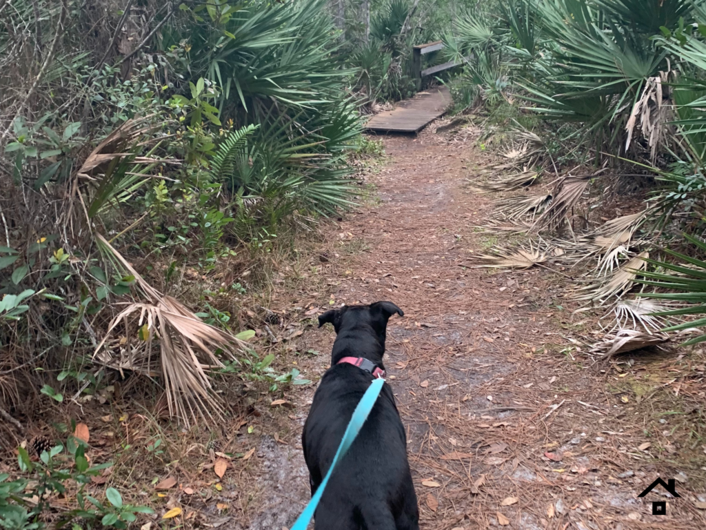 Dog on Trail.